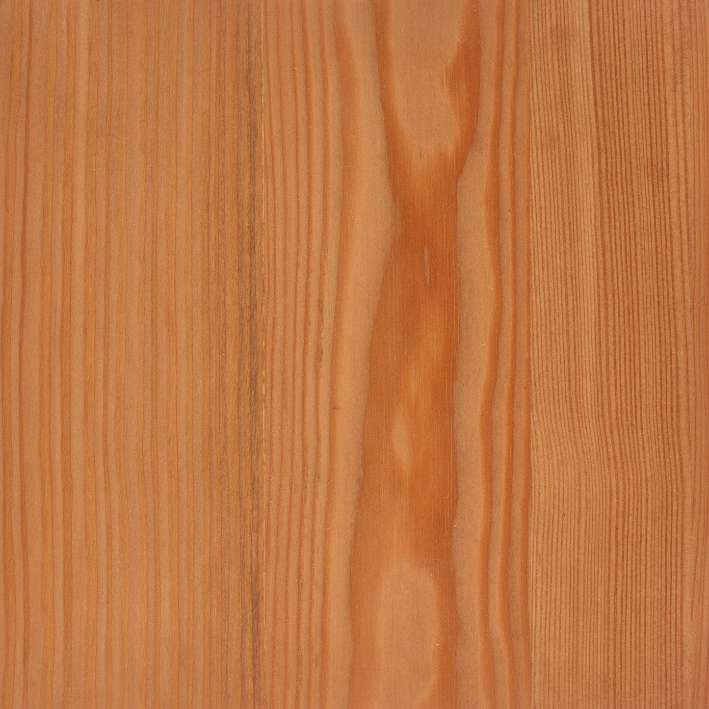 Larch